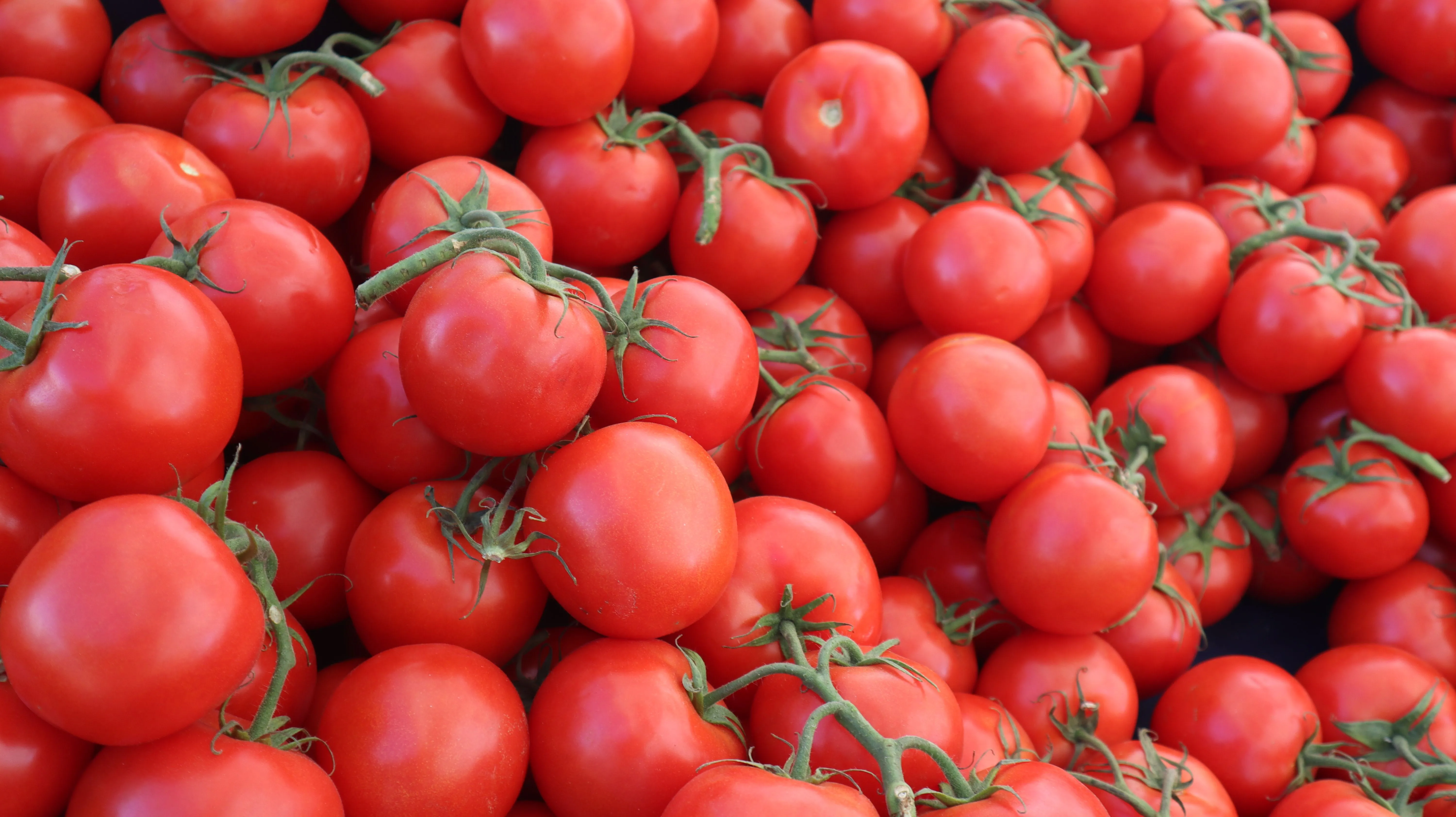 How to Grow Tomatoes: Complete Planting to Harvest Guide (2026)