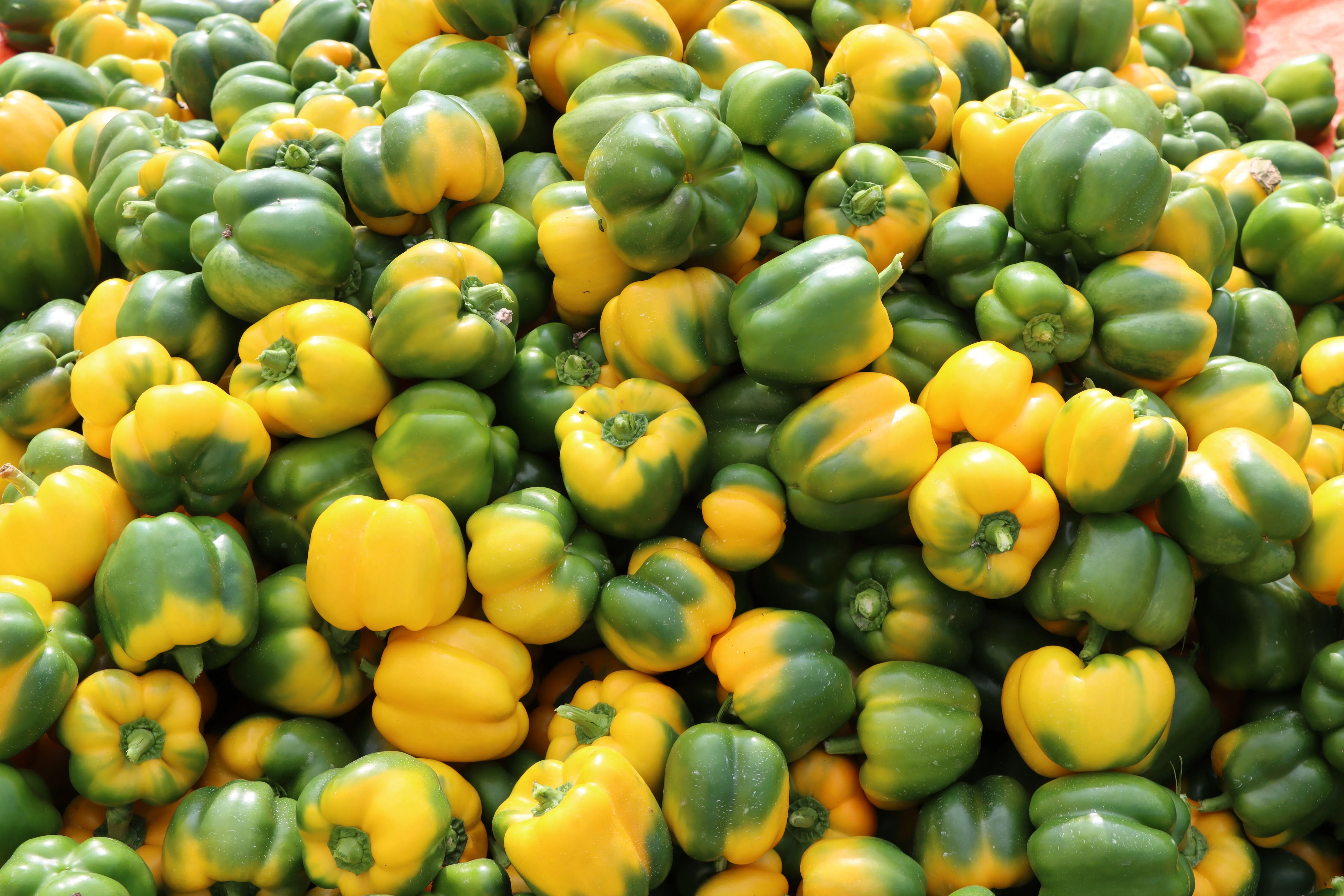 How to Grow Peppers: Bell & Chili Growing Guide (2026)