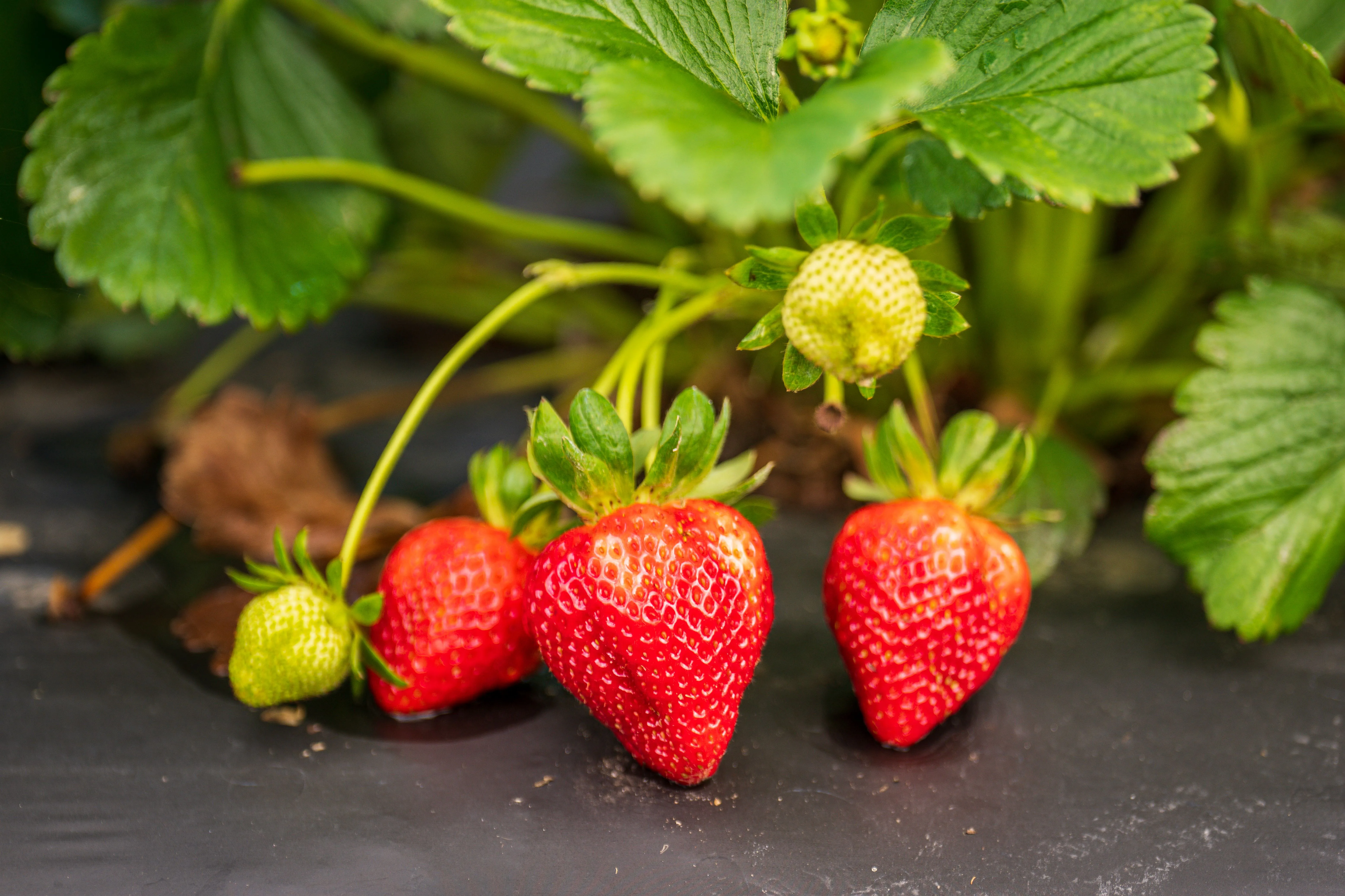 How to Grow Strawberries: Planting, Runners & Harvest (2026 Guide)